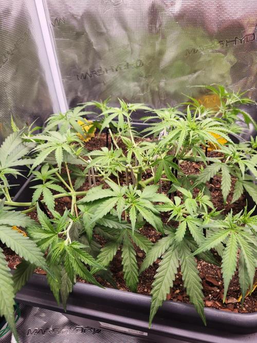 Blue bourban  auto. Week 4