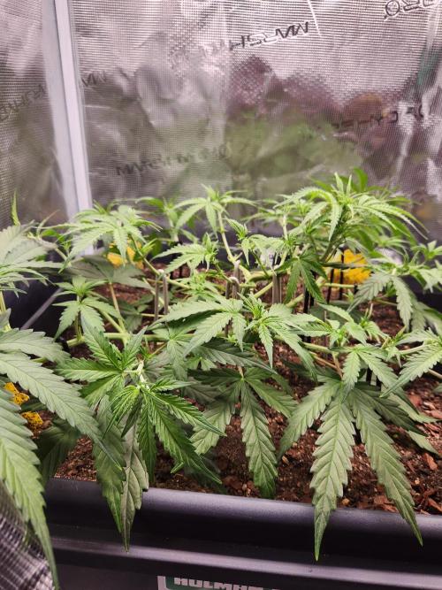 Blue bourban  auto. Week 4