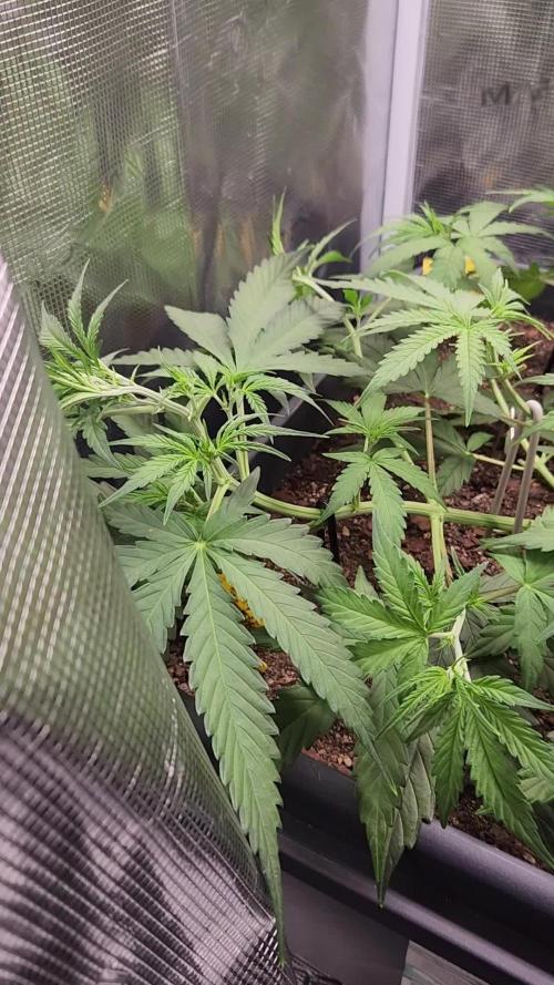 Blue bourban  auto