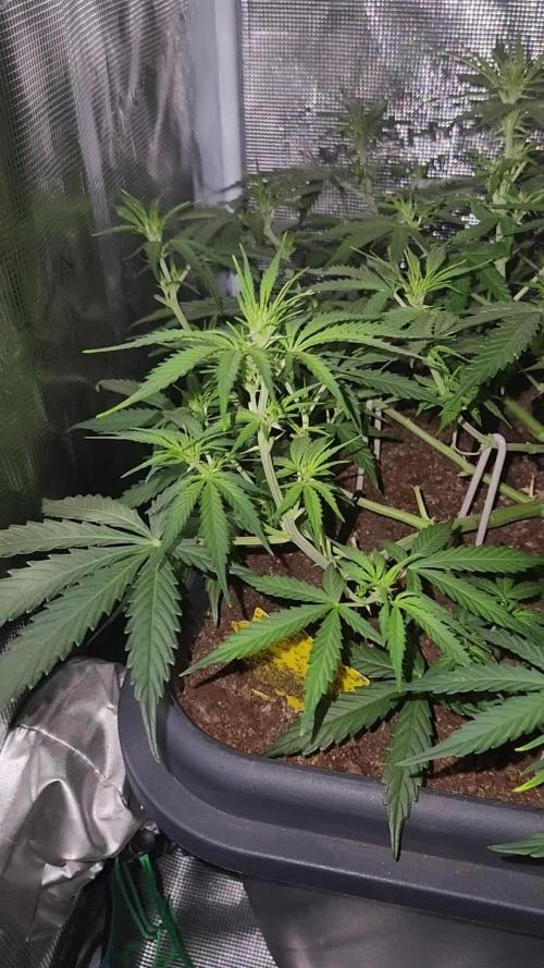 Blue bourban  auto