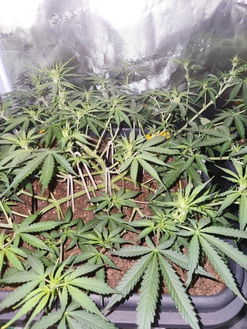 Blue bourban  auto. Week 5