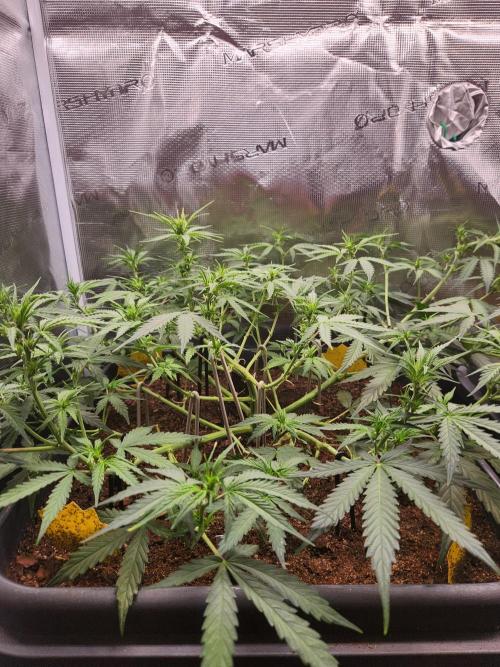 Blue bourban  auto. Week 5