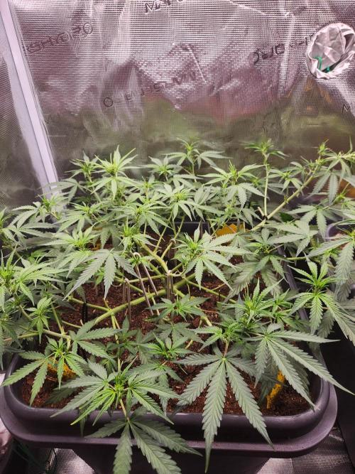 Blue bourban  auto. Week 5