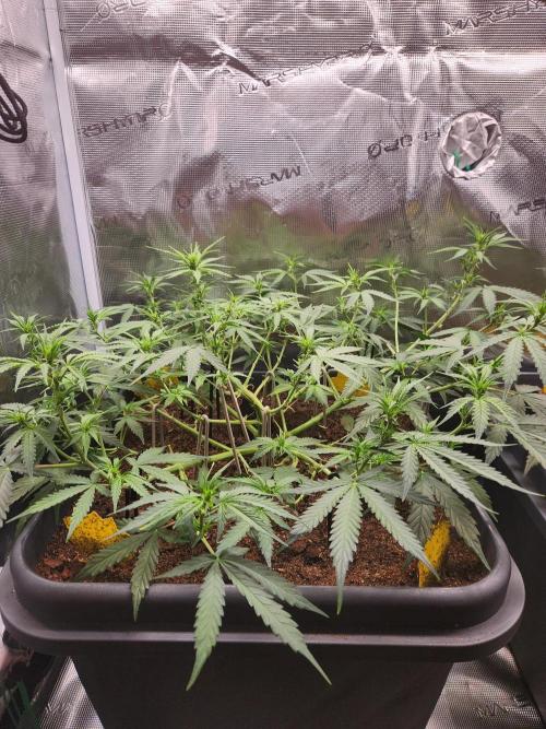 Blue bourban  auto. Week 5