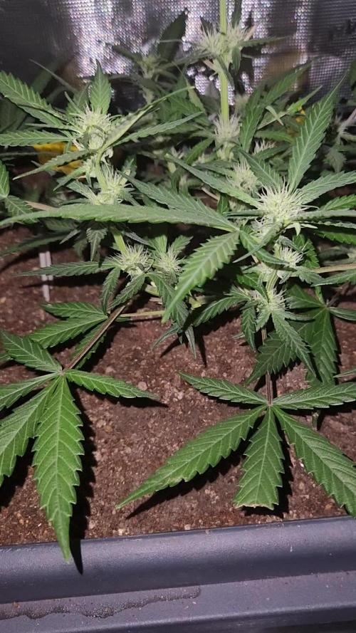 Giga glue auto