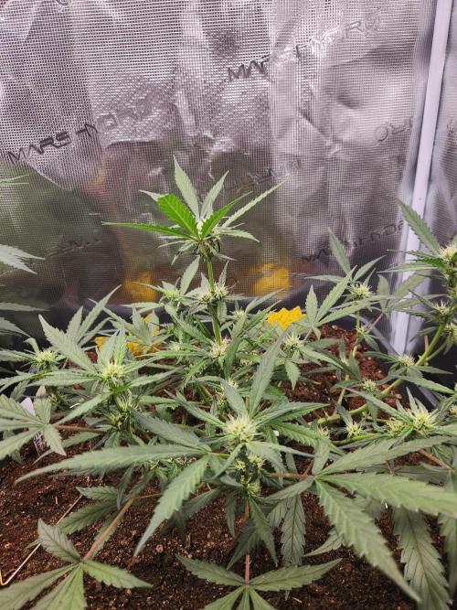 Giga glue auto. Week 6