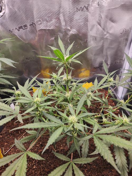 Giga glue auto. Week 6