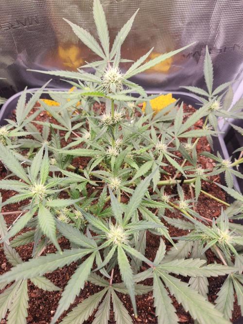 Giga glue auto. Week 6