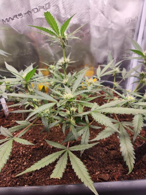 Giga glue auto. Week 6