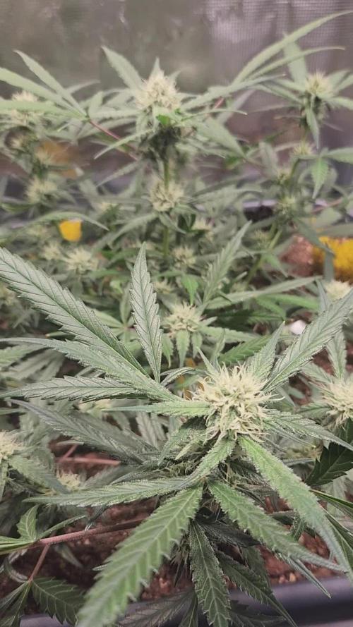 Giga glue auto