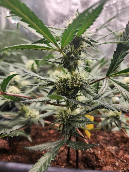 Giga glue auto. Week 7