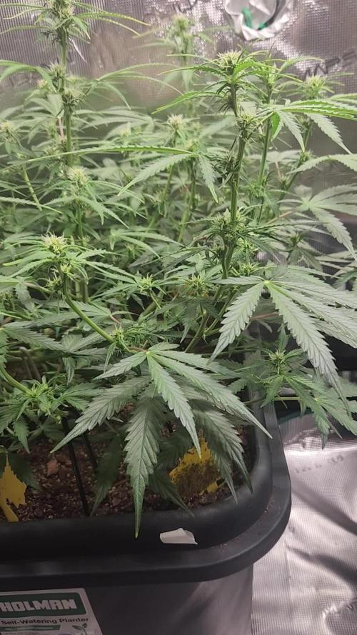 Blue bourban  auto