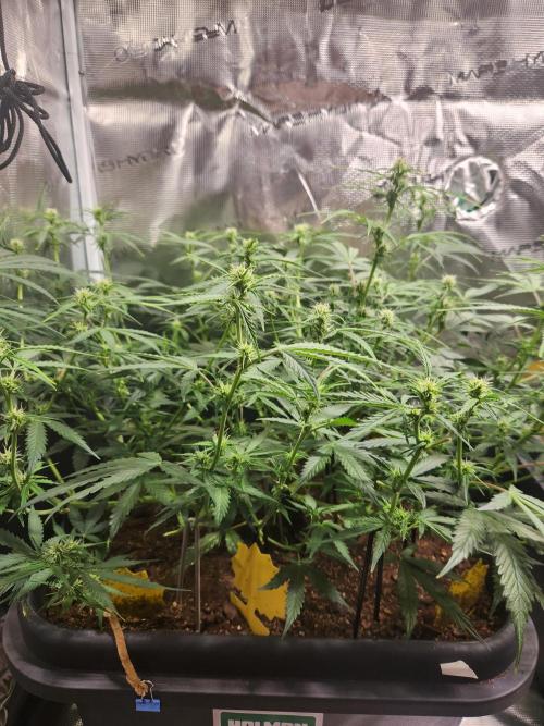 Blue bourban  auto. Week 6