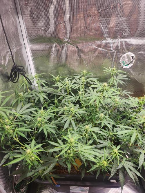 Blue bourban  auto. Week 6