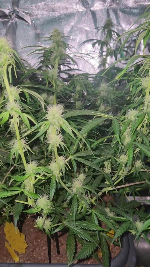 Blue bourban  auto