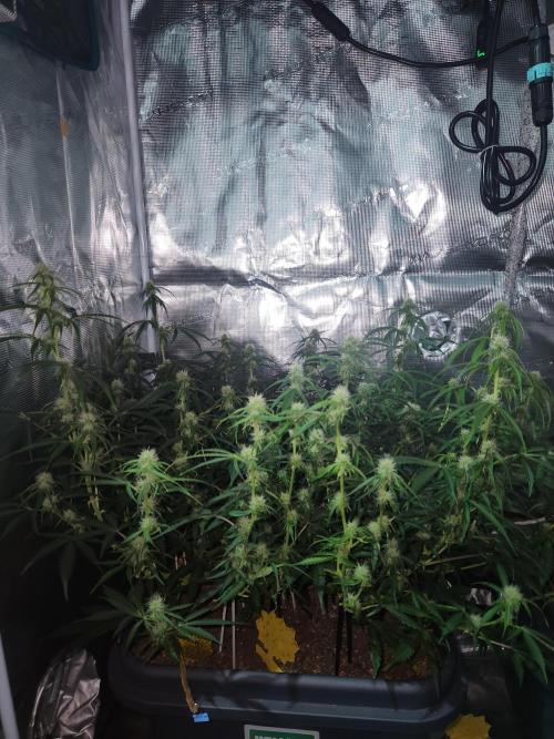 Blue bourban  auto. Week 7