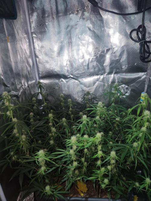 Blue bourban  auto. Week 7