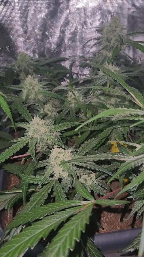 Giga glue auto