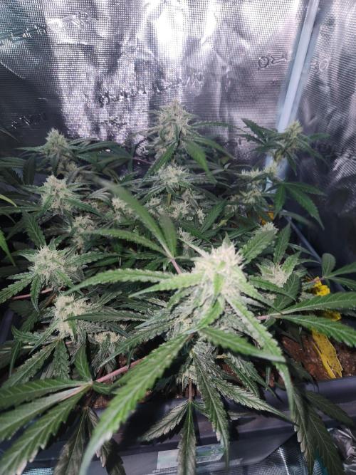 Giga glue auto. Week 8