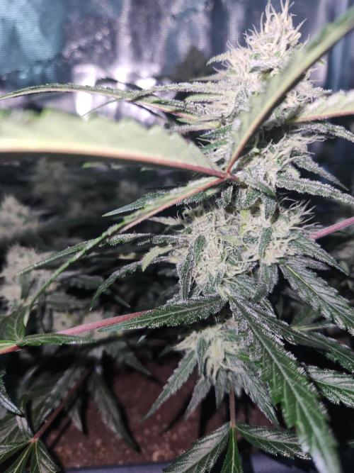 Giga glue auto. Week 8