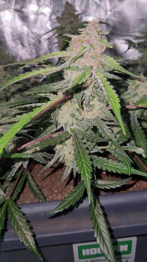 Giga glue auto