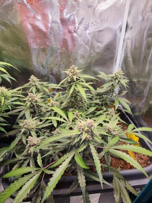 Giga glue auto. Week 9