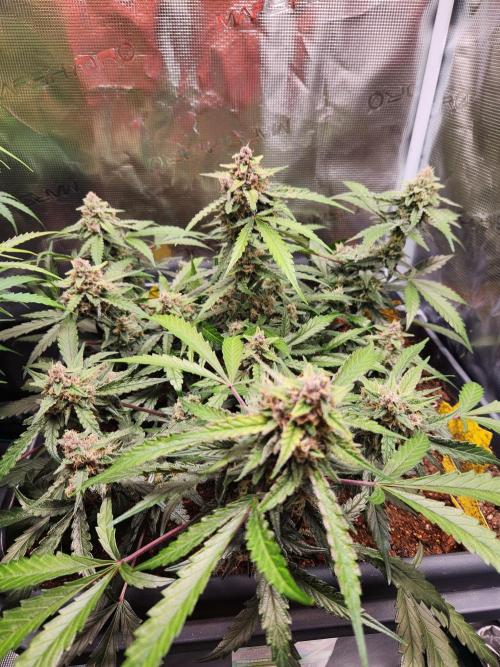 Giga glue auto. Week 9