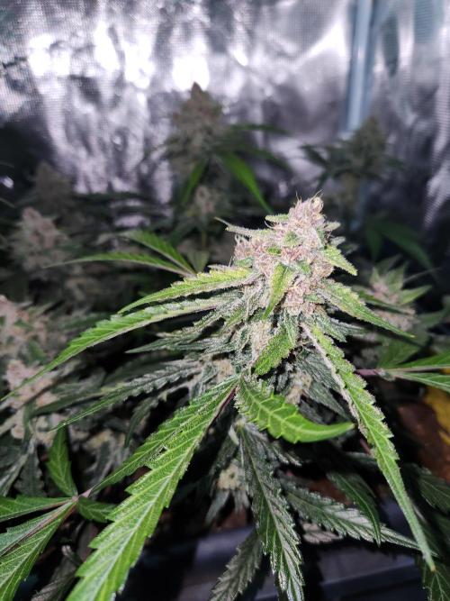 Giga glue auto. Week 9