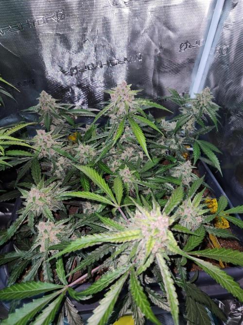 Giga glue auto. Week 9