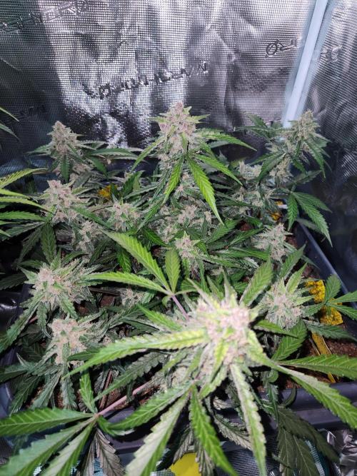 Giga glue auto. Week 9