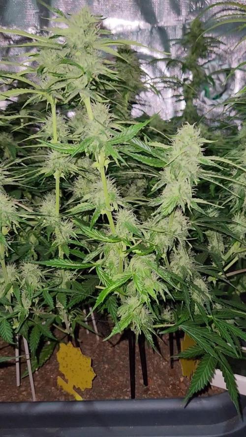 Blue bourban  auto