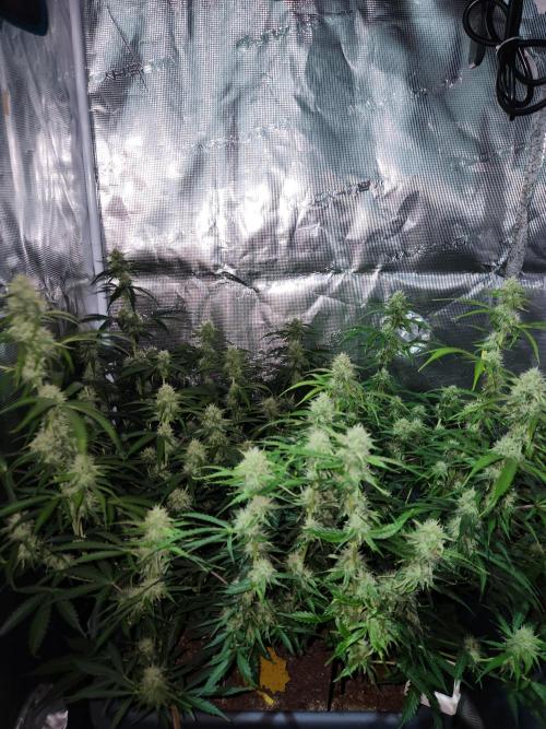 Blue bourban  auto. Week 8