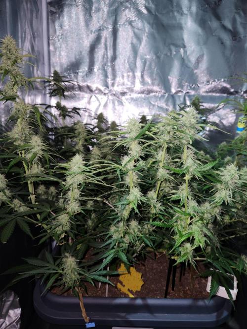 Blue bourban  auto. Week 8