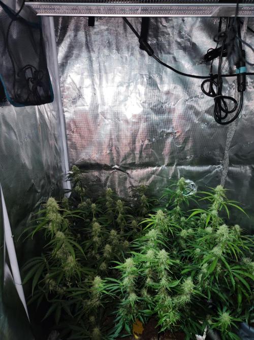 Blue bourban  auto. Week 8