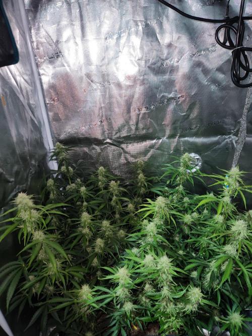 Blue bourban  auto. Week 8