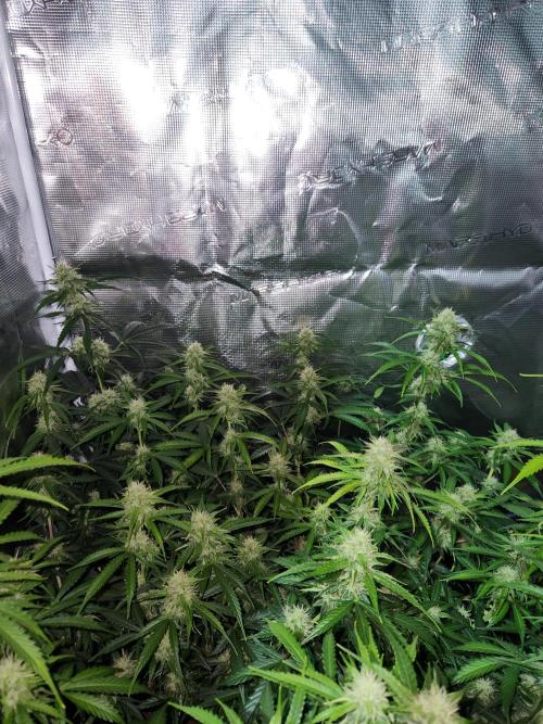 Blue bourban  auto. Week 8