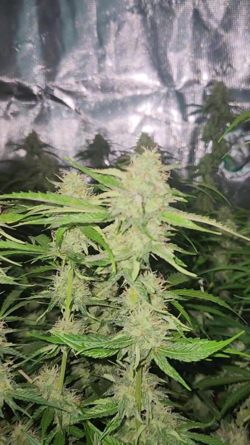 Blue bourban auto