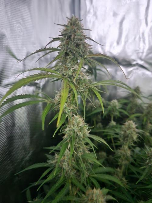 Blue bourban  auto. Week 9