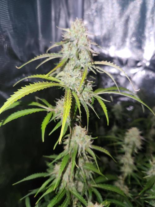 Blue bourban  auto. Week 9