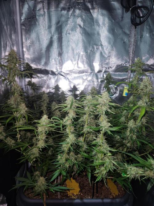 Blue bourban  auto. Week 9