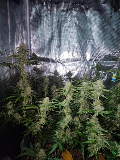 Blue bourban  auto. Week 9