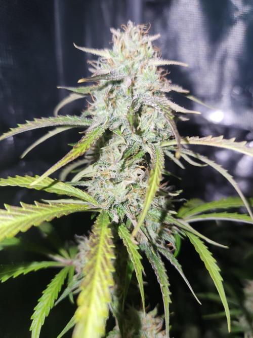 Blue bourban  auto. Week 9