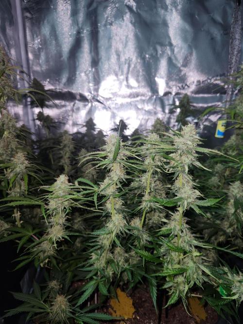 Blue bourban  auto. Week 9