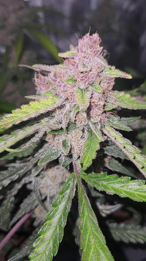 Giga glue auto