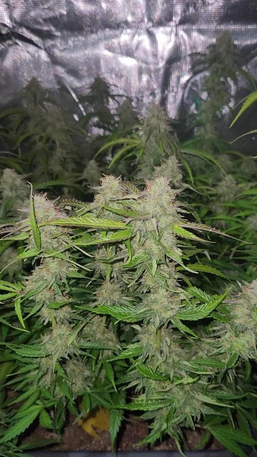 Blue bourban  auto