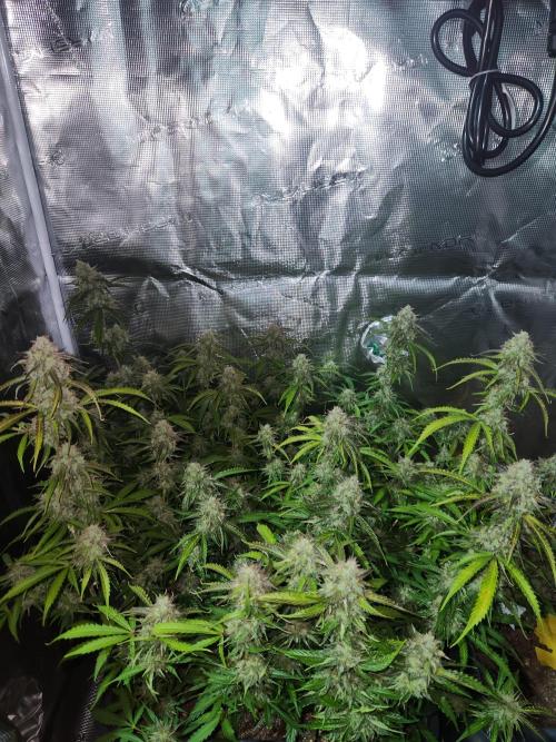 Blue bourban  auto. Week 10