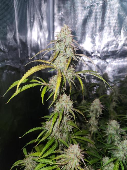 Blue bourban  auto. Week 10