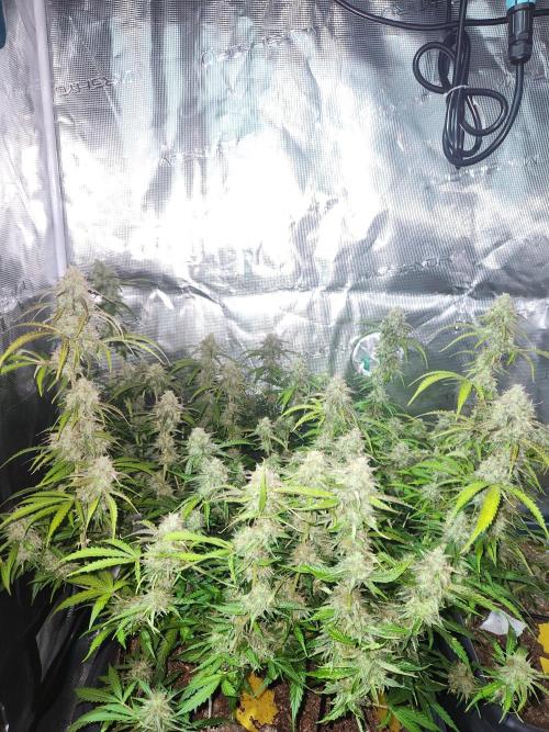 Blue bourban  auto. Week 10