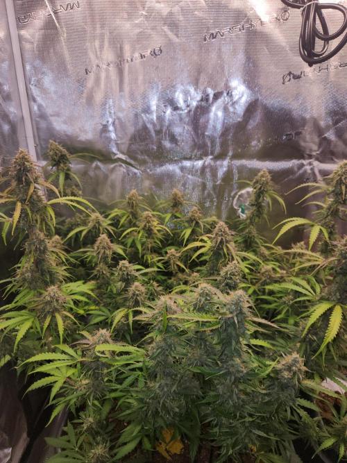 Blue bourban  auto. Week 10