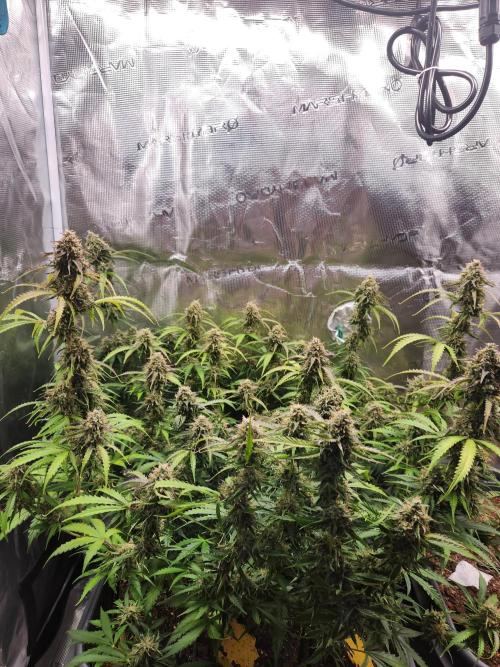 Blue bourban  auto. Week 10